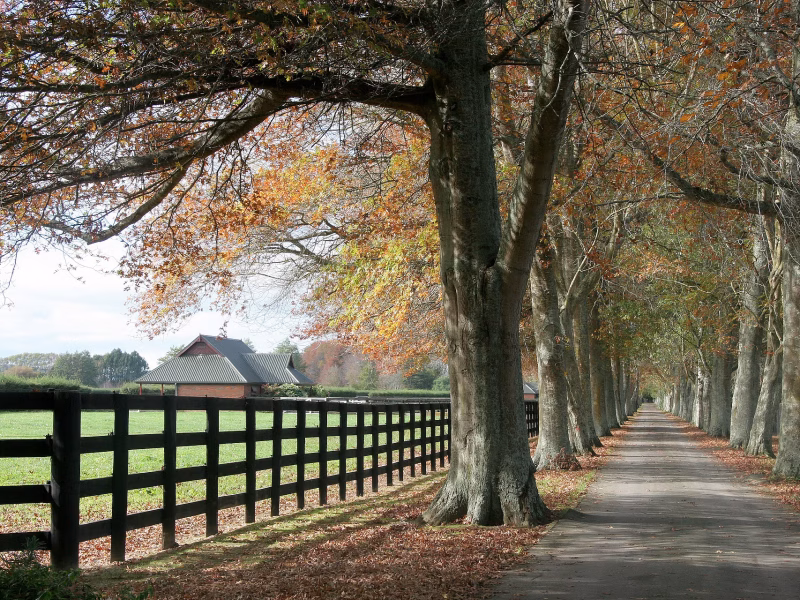 The Oaks Stud
