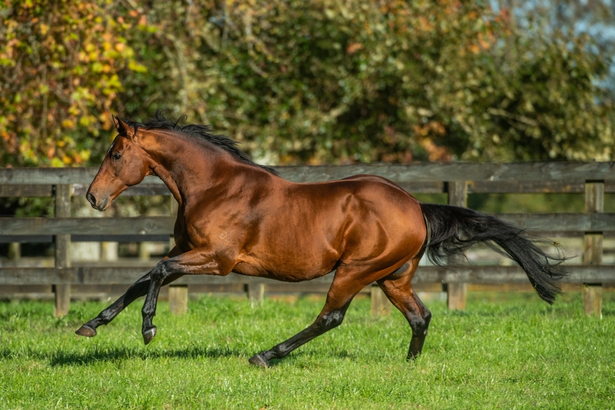 The Super Seth strategy: How Coolmore will capitalise on its $70 million sire