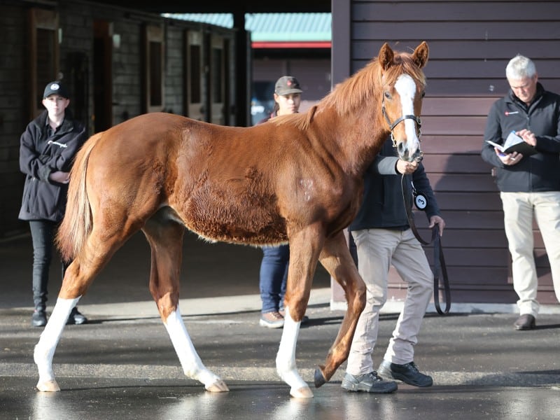Chaldean colt