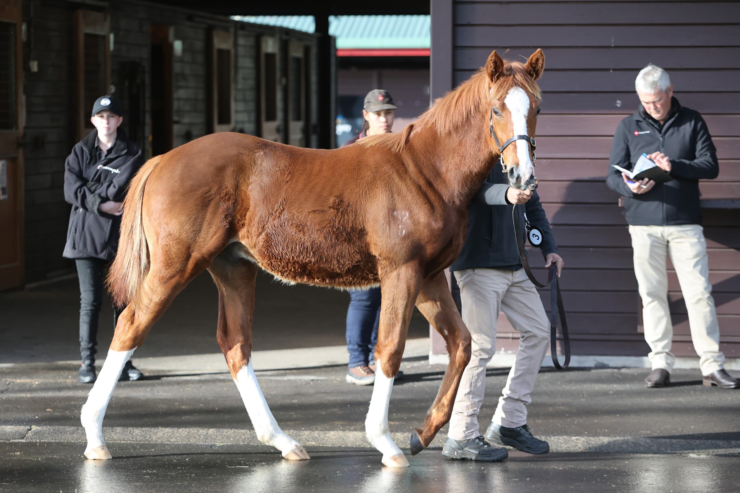 First-season foals made for Australia at buoyant NZB weanling market