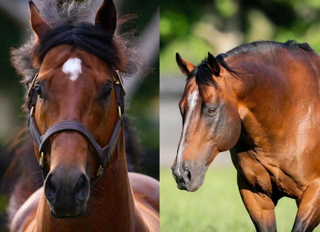 Home Affairs and Snitzel