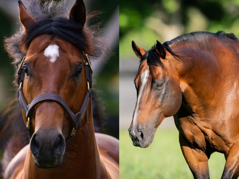 Home Affairs and Snitzel