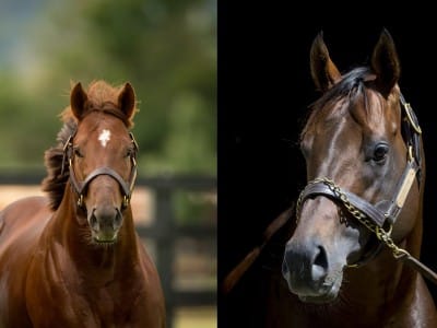 Capitalist and Zoustar