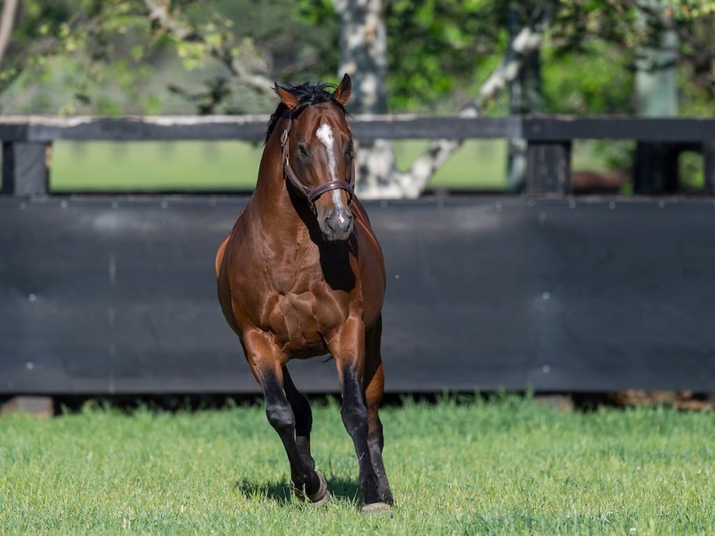 Snitzel