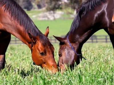Blue Gum Farm