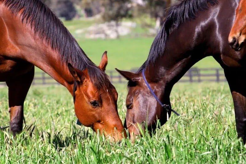 Blue Gum Farm