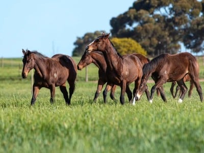 Kambula Stud