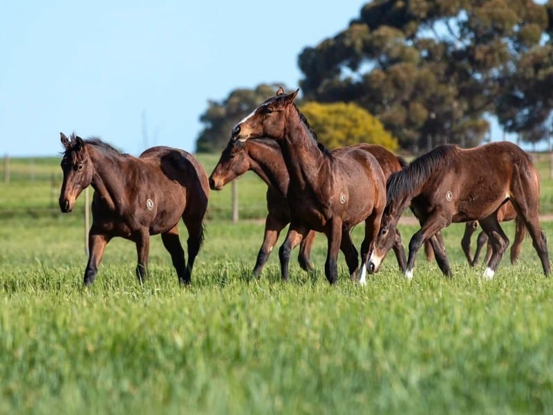 Kambula Stud