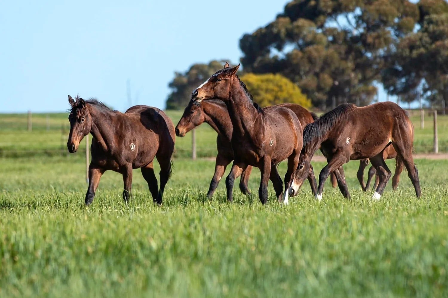 A road well travelled – Toole hoping for home stakes success before Swiftie's Five Diamonds trip