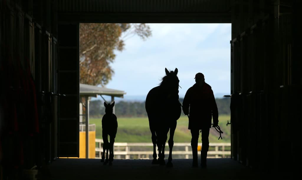 Rosemont Stud