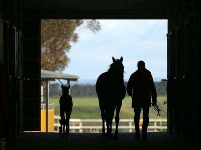 Rosemont Stud