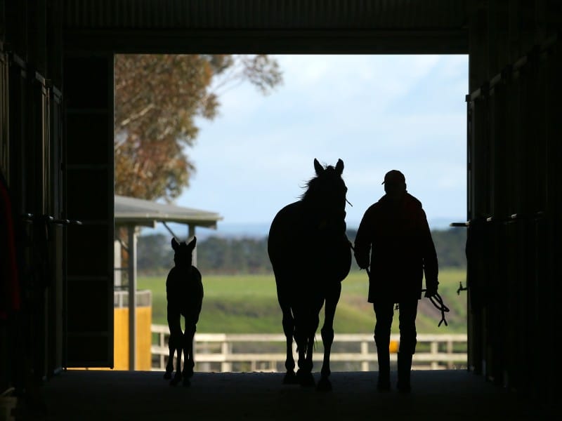 Rosemont Stud