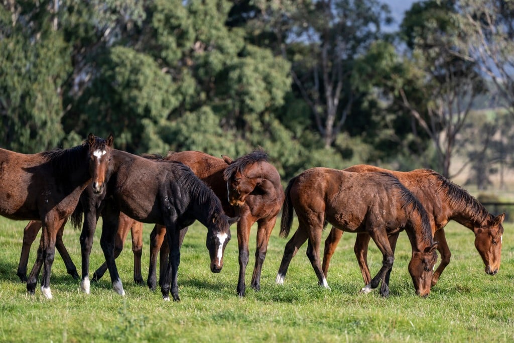 Foals