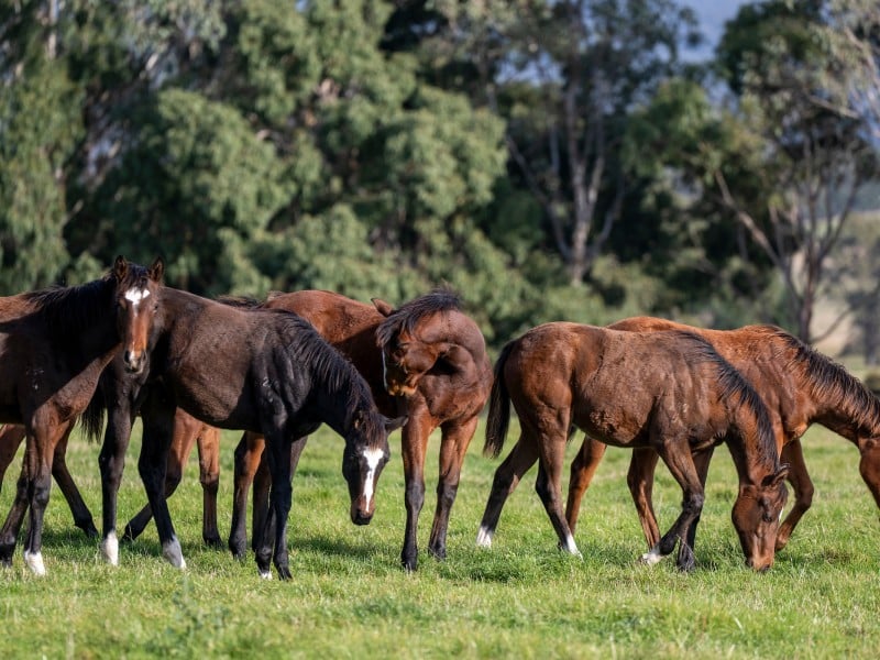 Foals