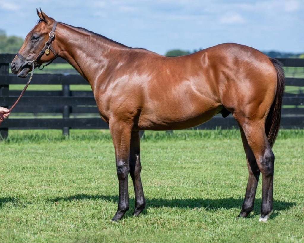 Houtzen colt