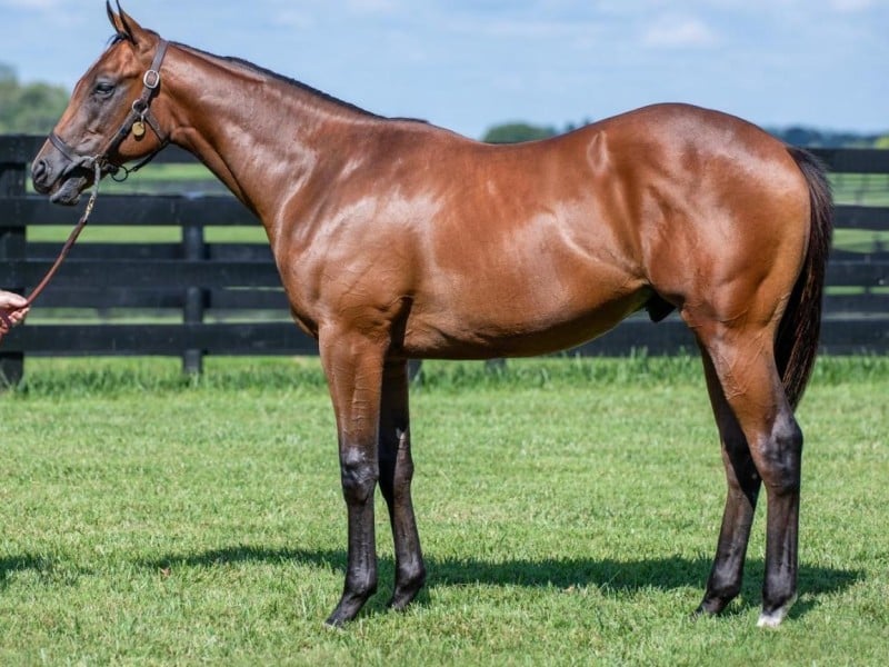 Houtzen colt
