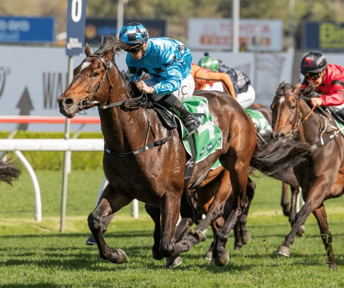 Jockey in blue silks leads a thoroughbred racehorse during a turf race