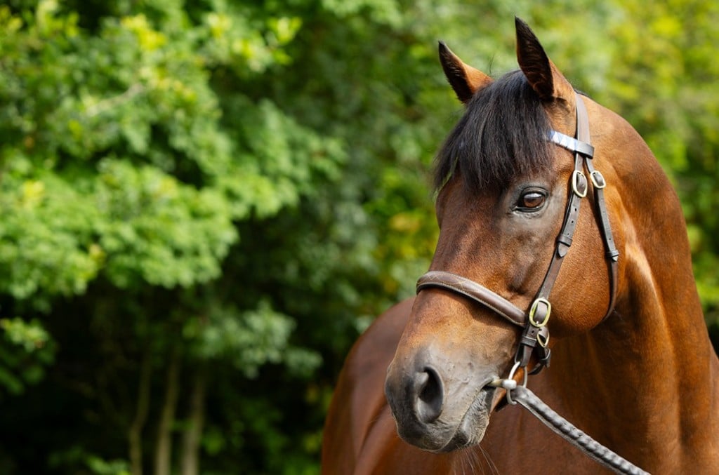 Dubawi