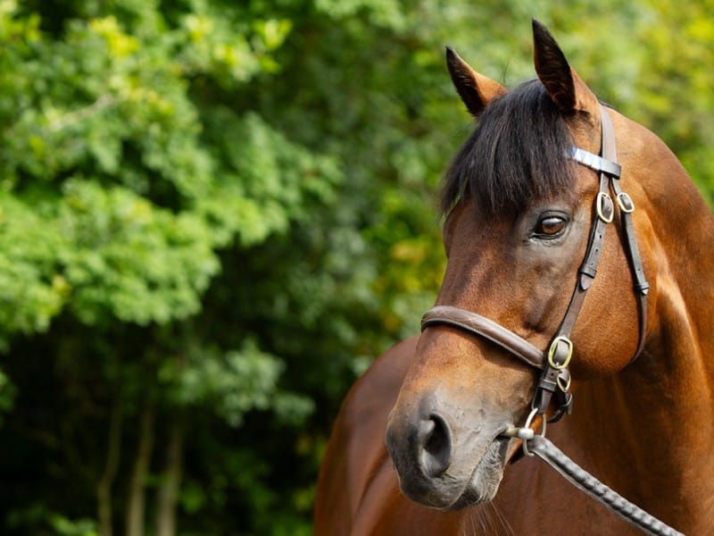 Dubawi