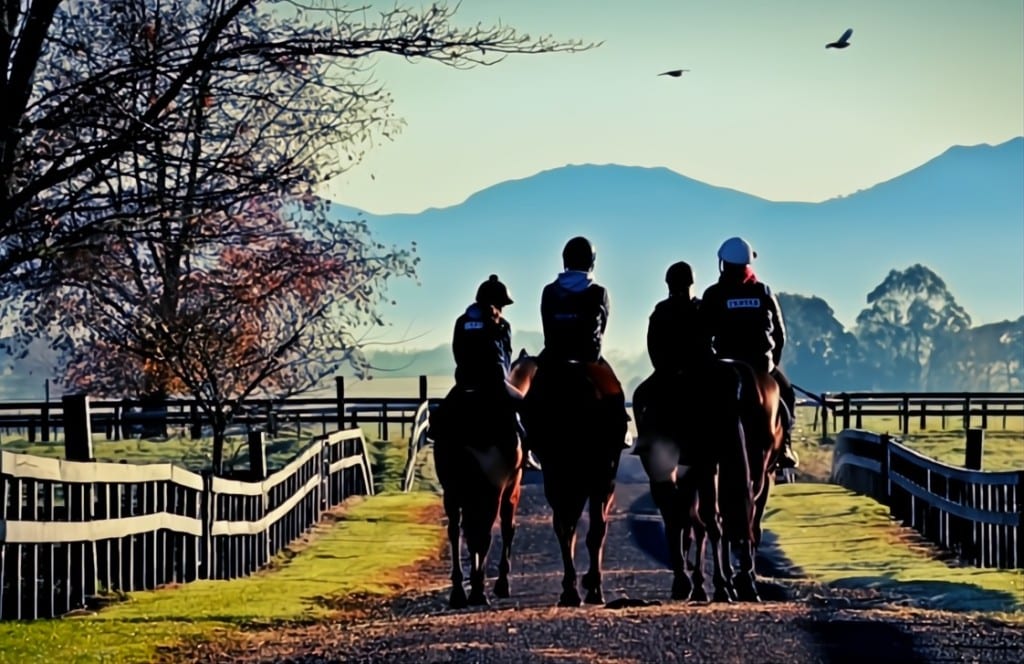 The New Zealand Equine Safety Initiative