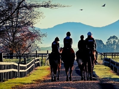 The New Zealand Equine Safety Initiative