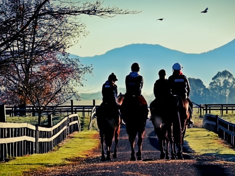 The New Zealand Equine Safety Initiative