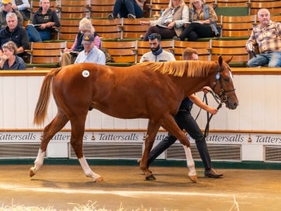 Tattersalls Lot 130