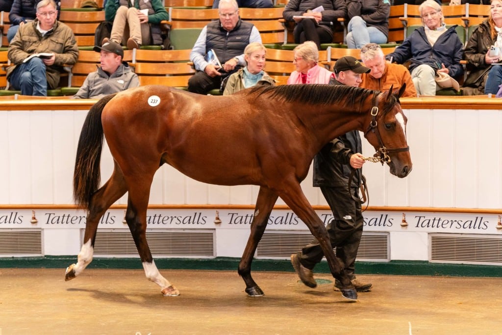 Frankel colt