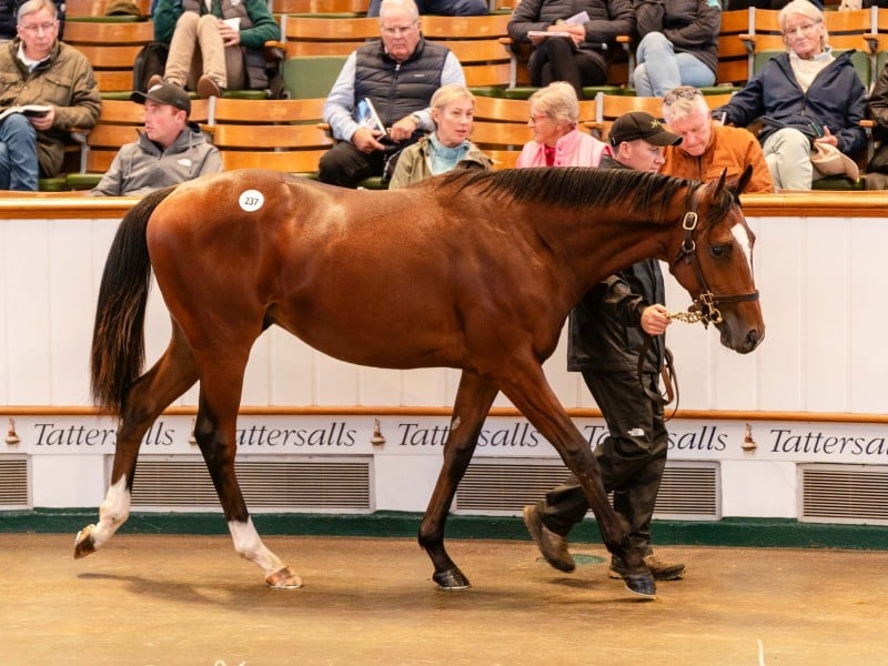 Frankel colt