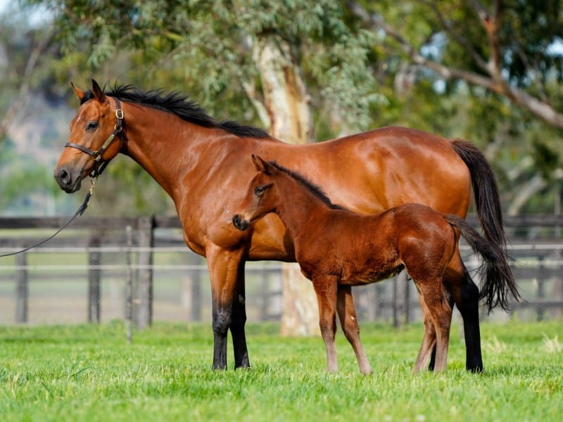 In Secret and foal