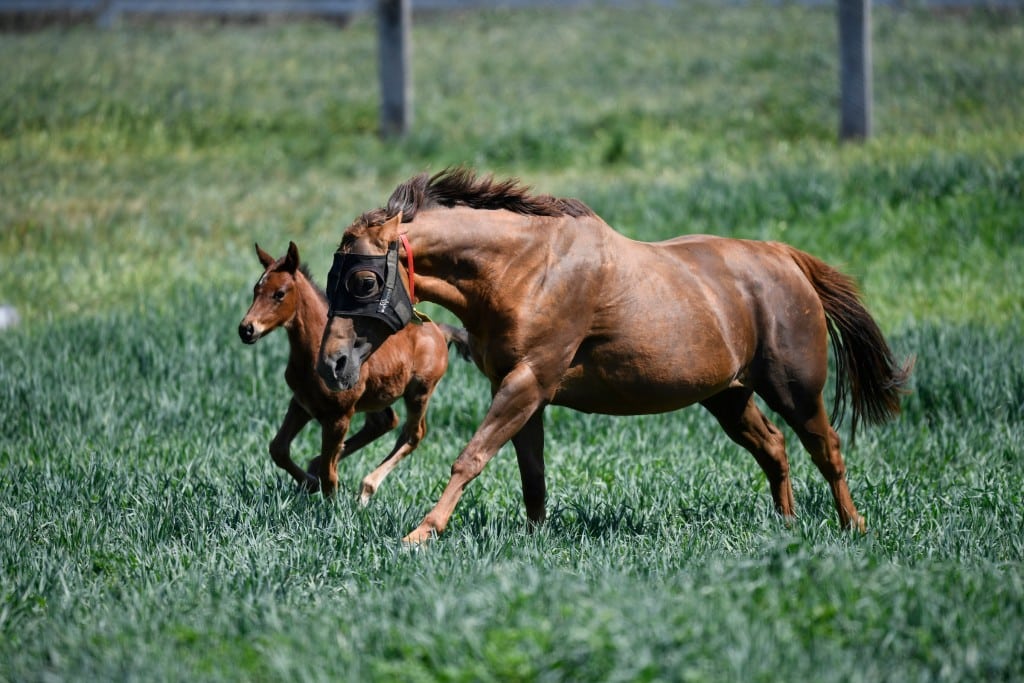 Foals