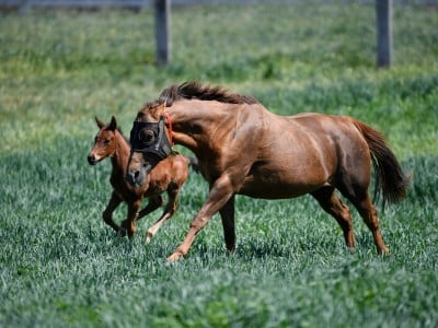 Foals