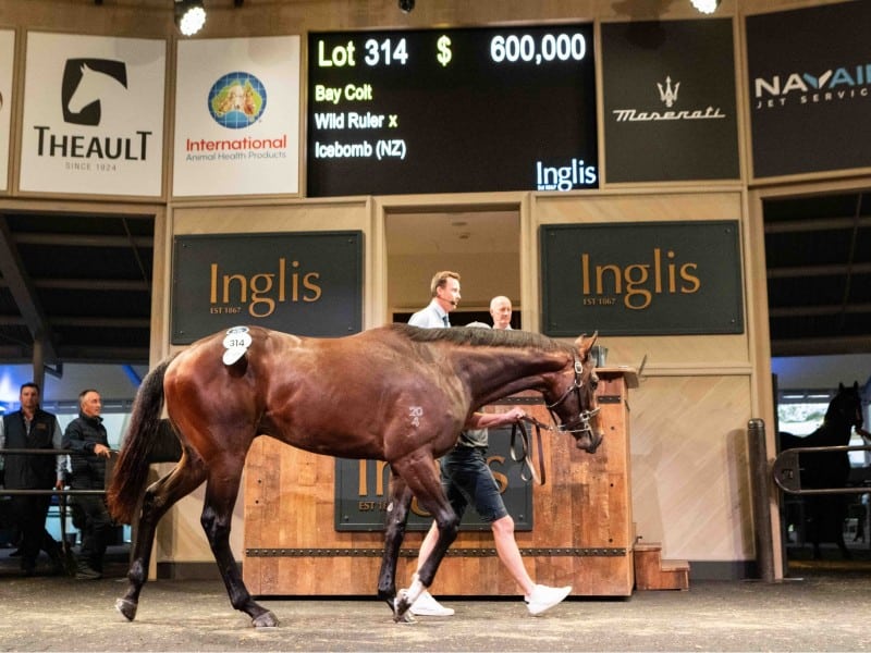 Lot 314 - Wild Ruler
