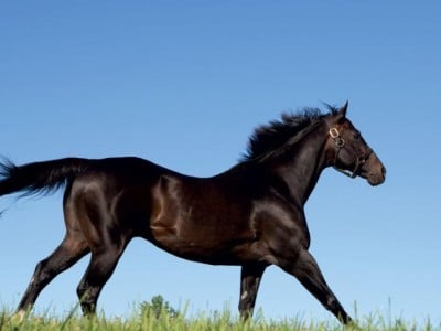 Medaglia d'Oro
