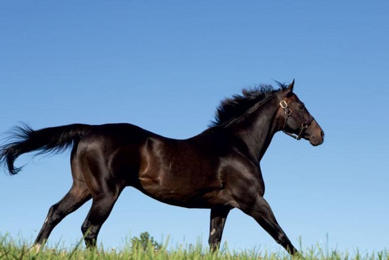 Medaglia d'Oro