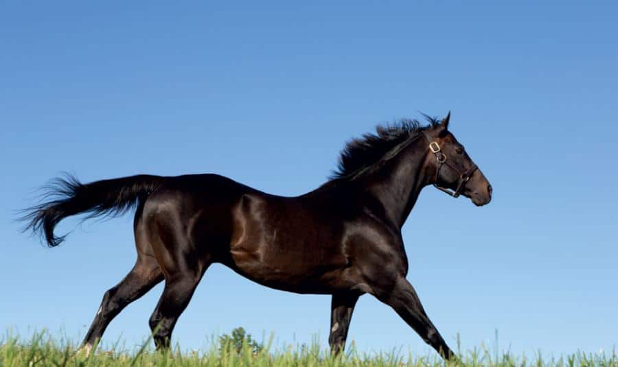 Medaglia d'Oro