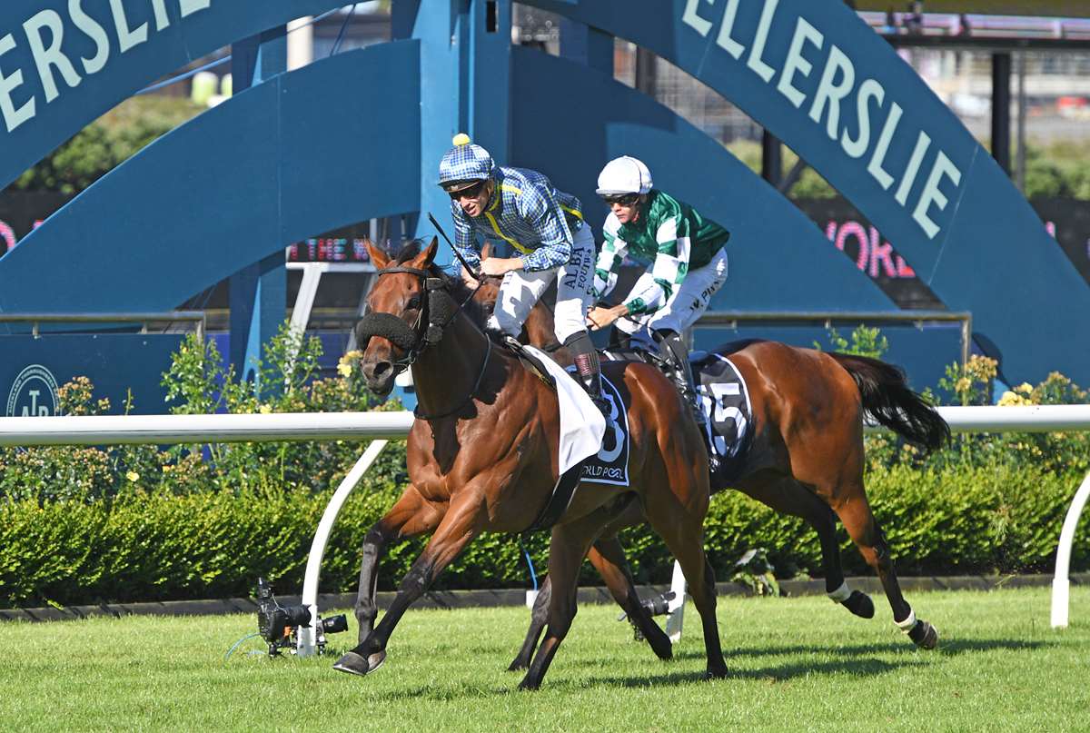 New Zealand faces up to industry ‘implosion' with 40 per cent of Group 1s under threat
